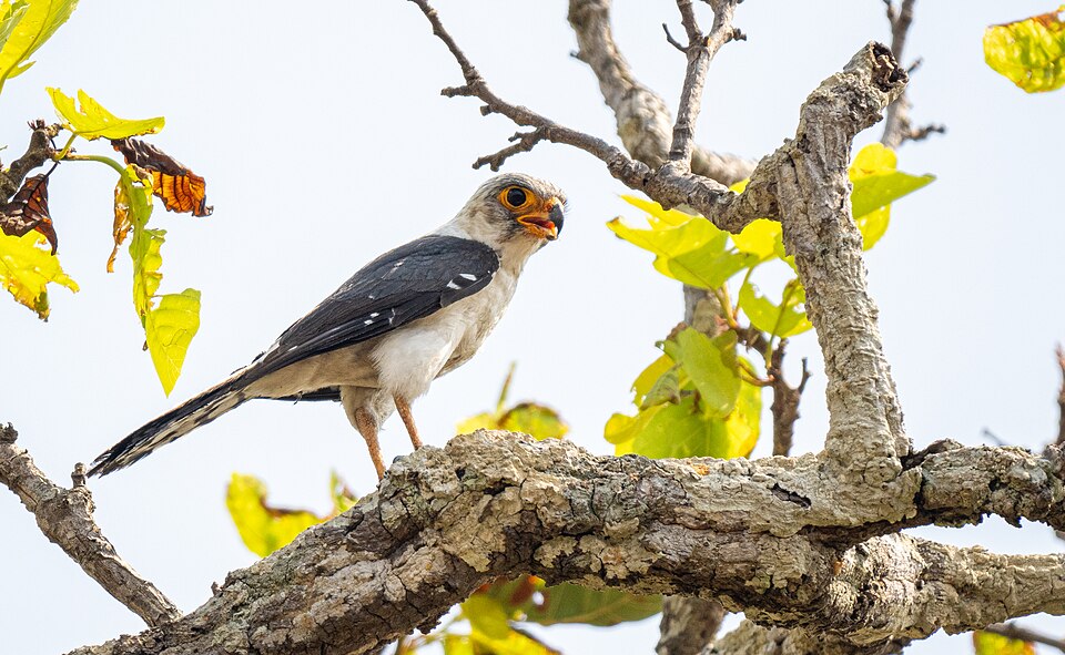 White-rumped Falcon