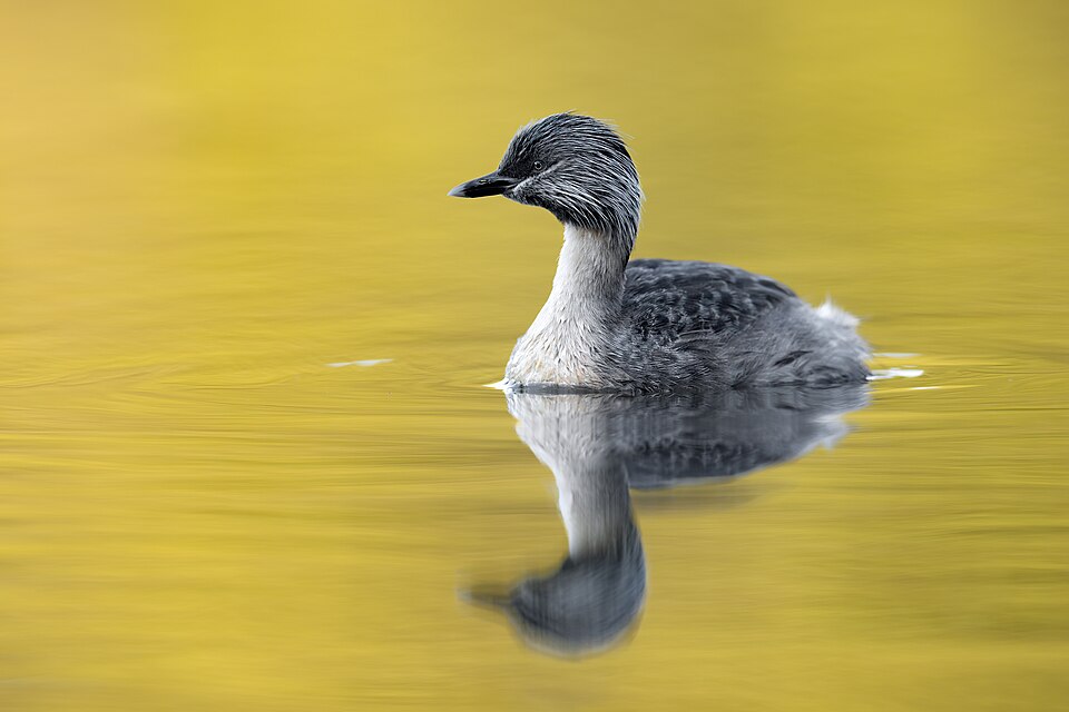 Hoary-headed Grebe