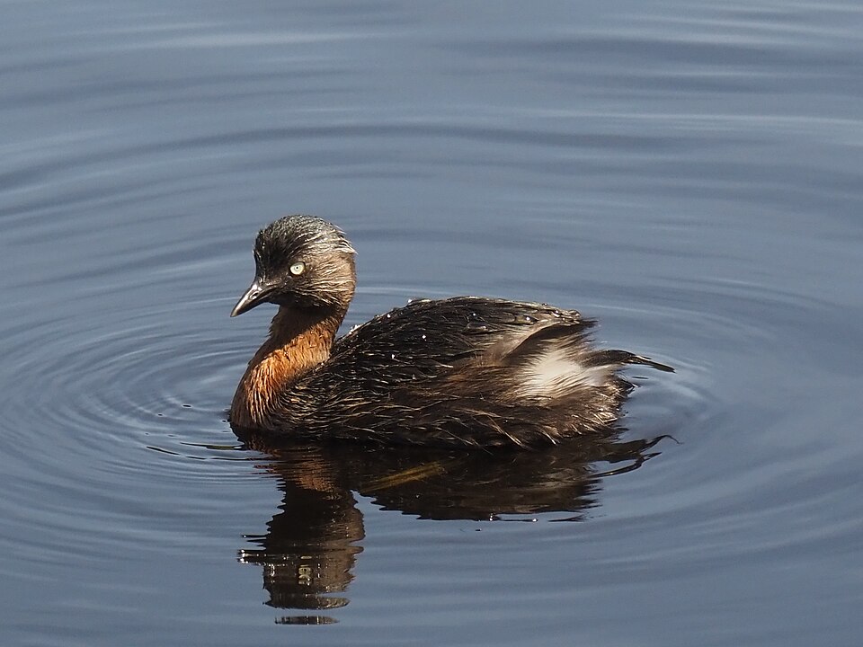 New Zealand Grebe