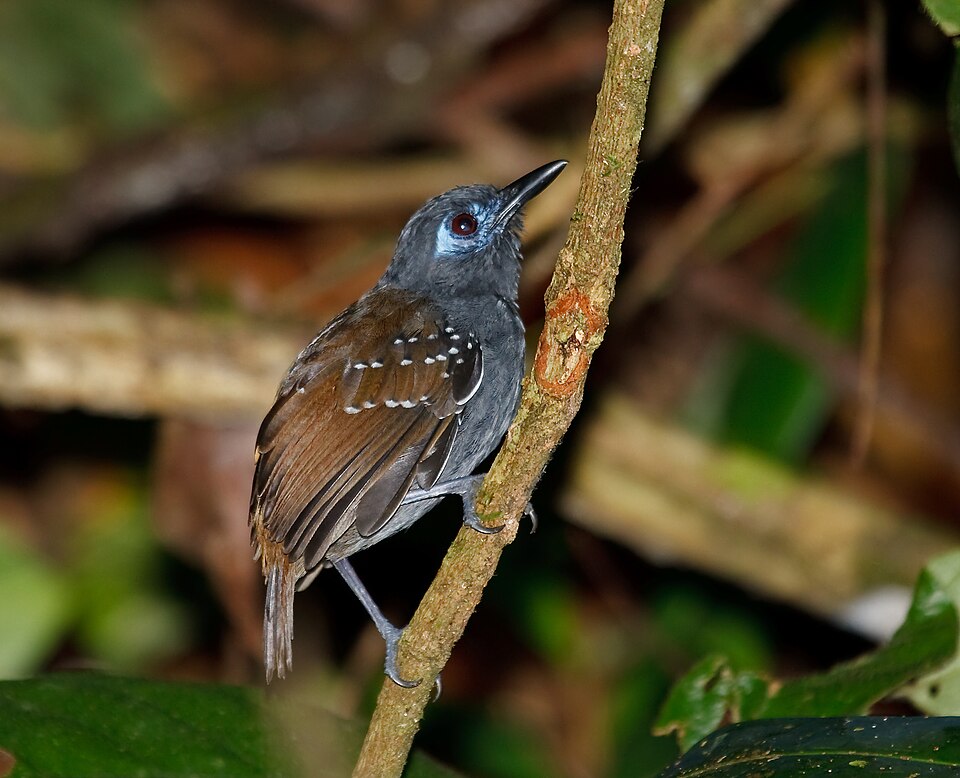 Chestnut-backed Antbird