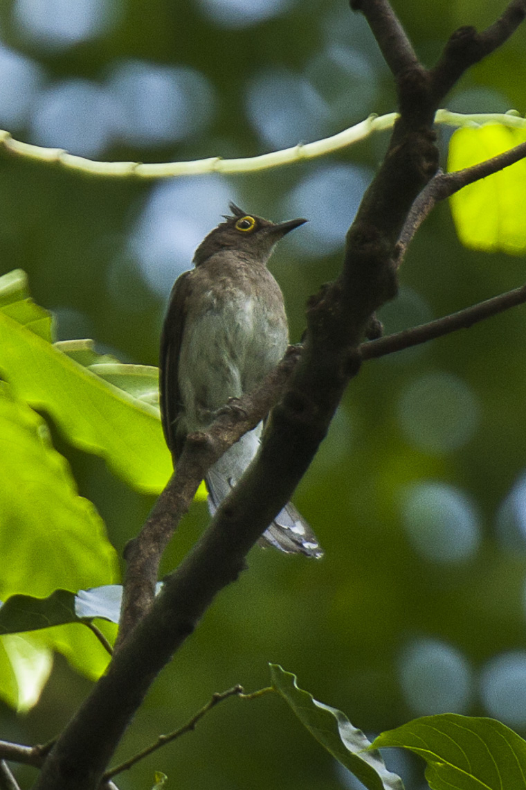 Yellow-wattled Bulbul