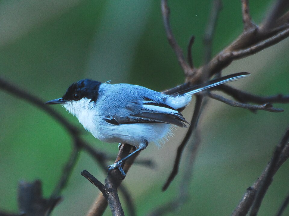 White-lored Gnatcatcher