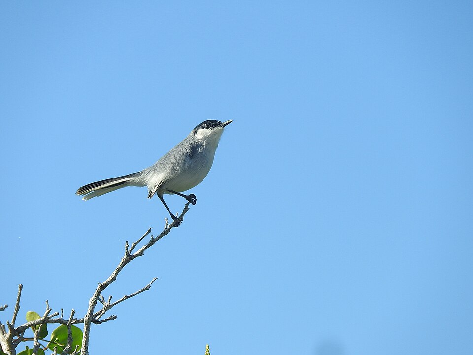 Yucatan Gnatcatcher