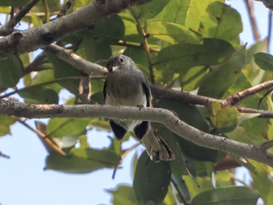 Inambari Gnatcatcher