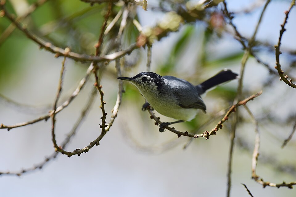 White-browed Gnatcatcher