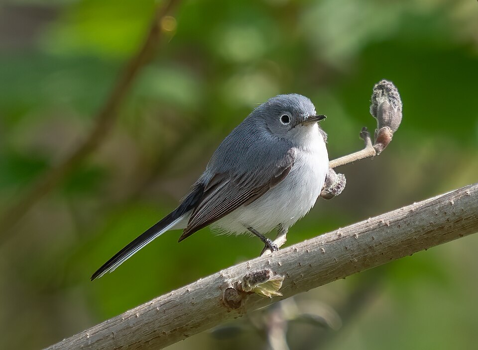 Blue-grey Gnatcatcher