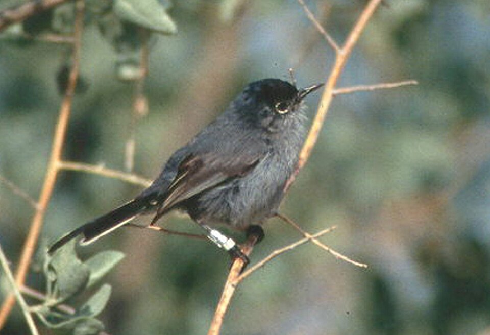 California Gnatcatcher