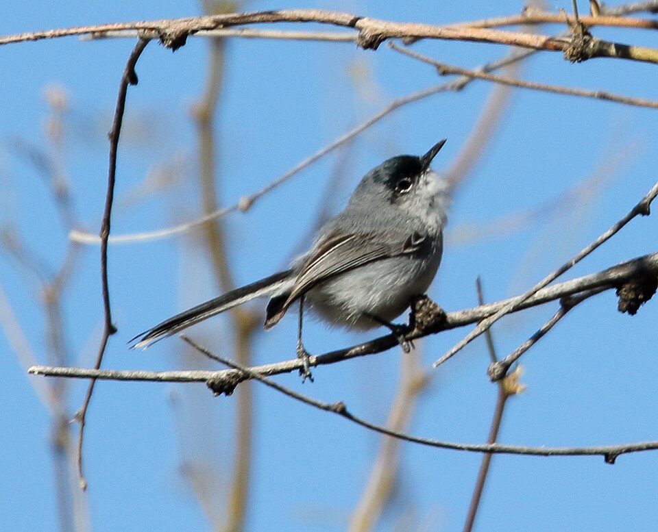 Black-capped Gnatcatcher