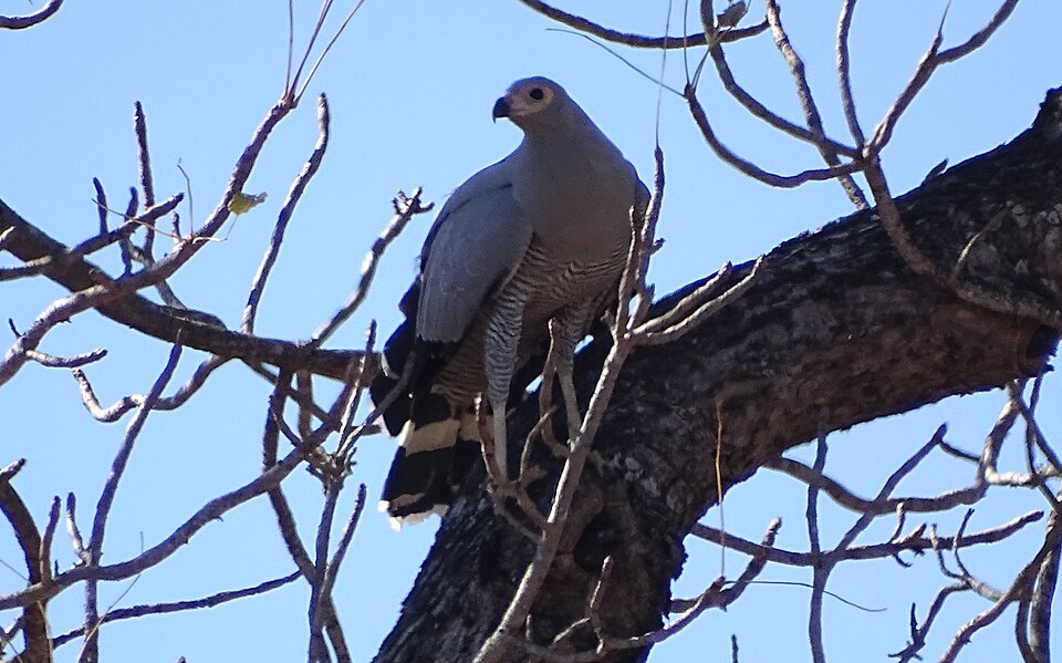 Madagascar Harrier-Hawk