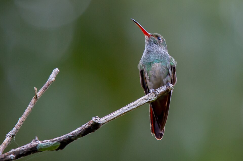 Charming Hummingbird