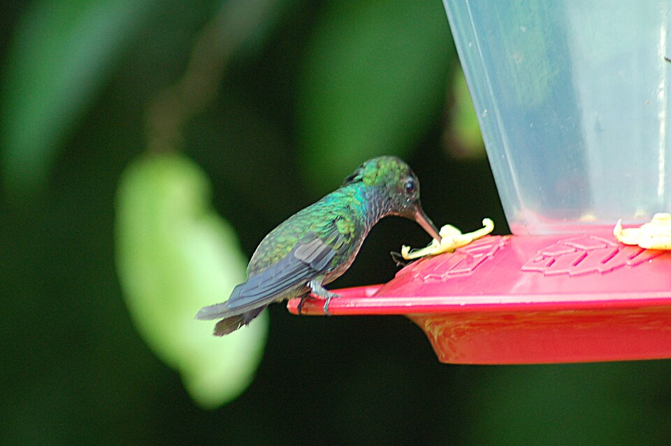 Purple-chested Hummingbird