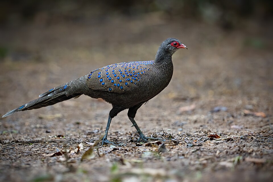 Germain's Peacock-Pheasant