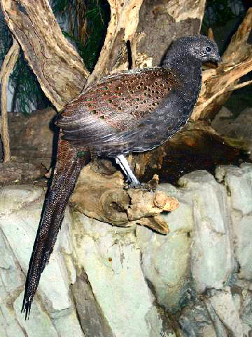 Mountain Peacock-Pheasant