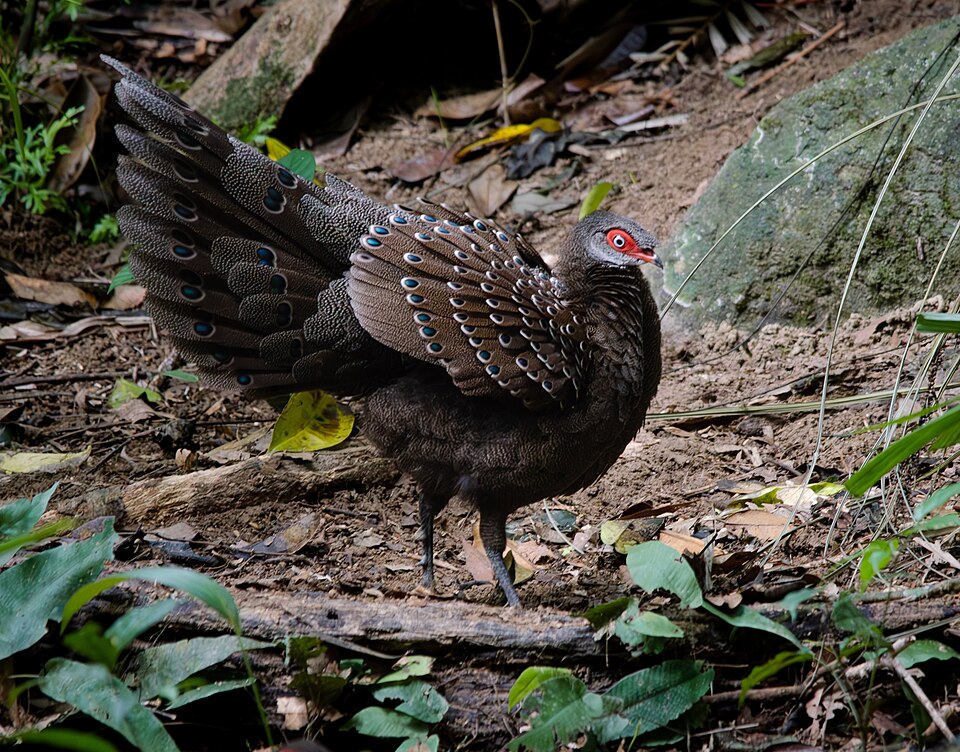 Hainan Peacock-Pheasant
