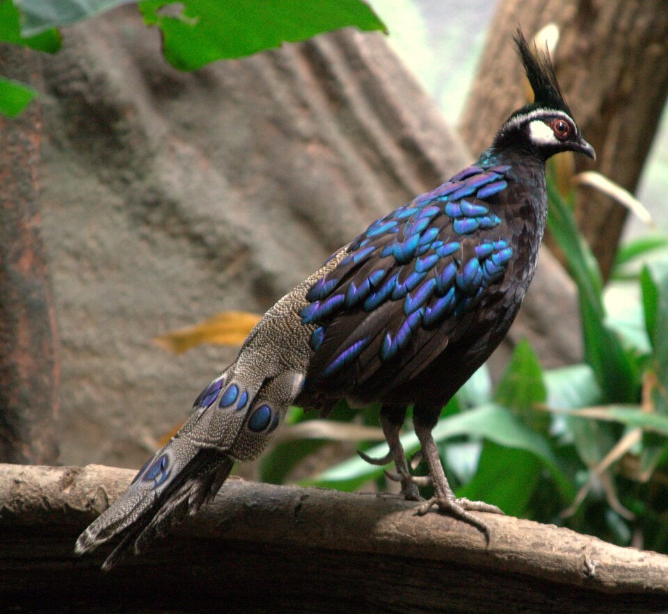 Palawan Peacock-Pheasant