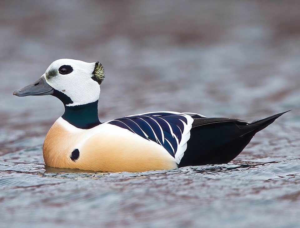 Steller's Eider