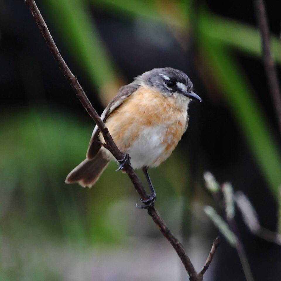 Grey-backed Tachuri