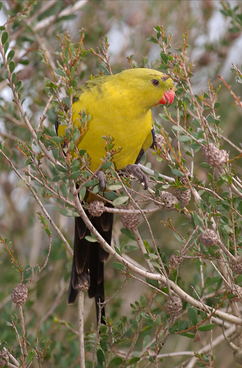 Regent Parrot