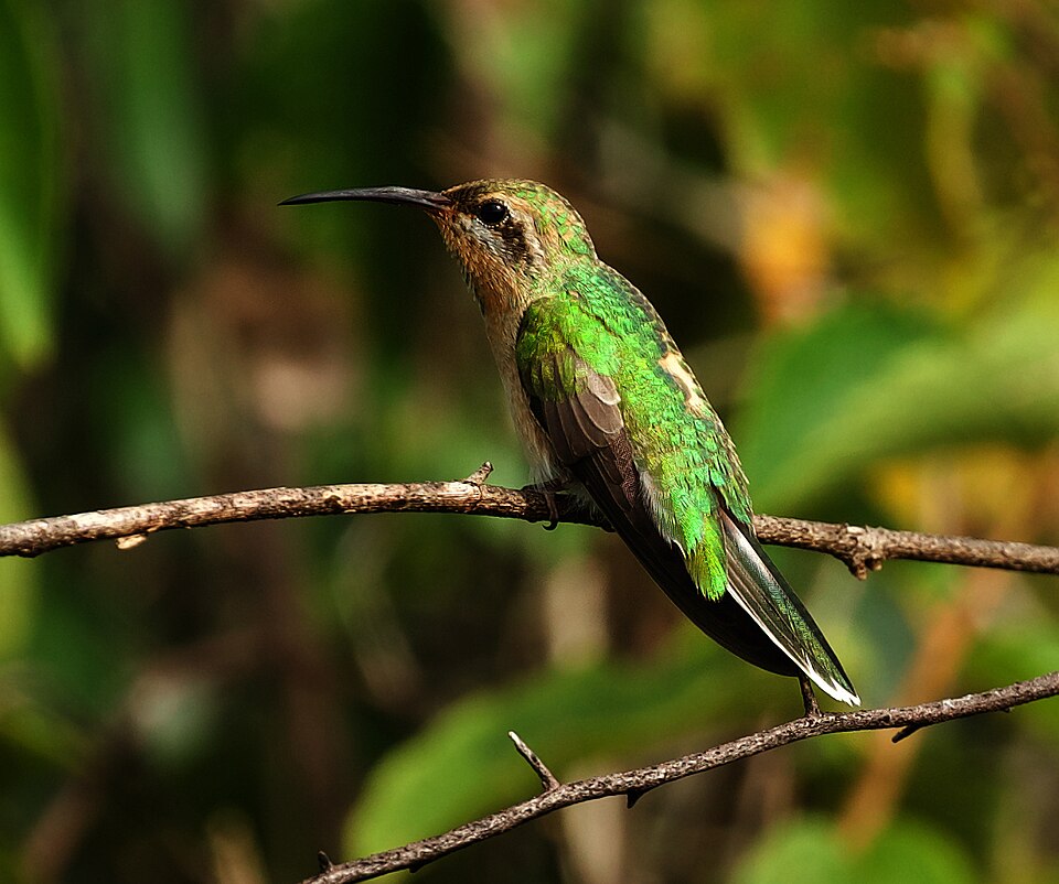 Tepui Goldenthroat