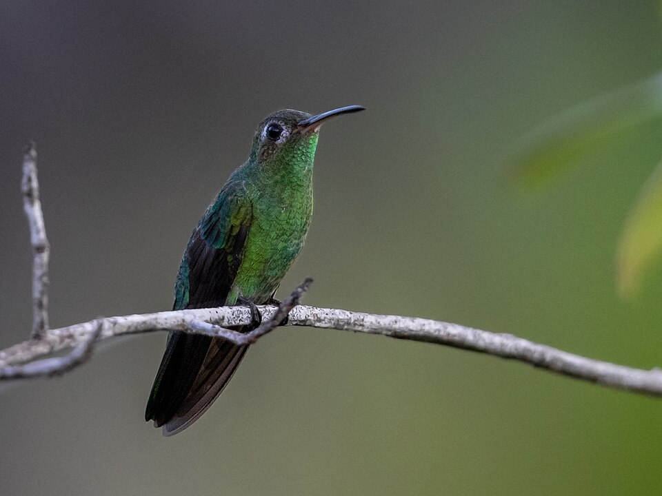 Green-tailed Goldenthroat