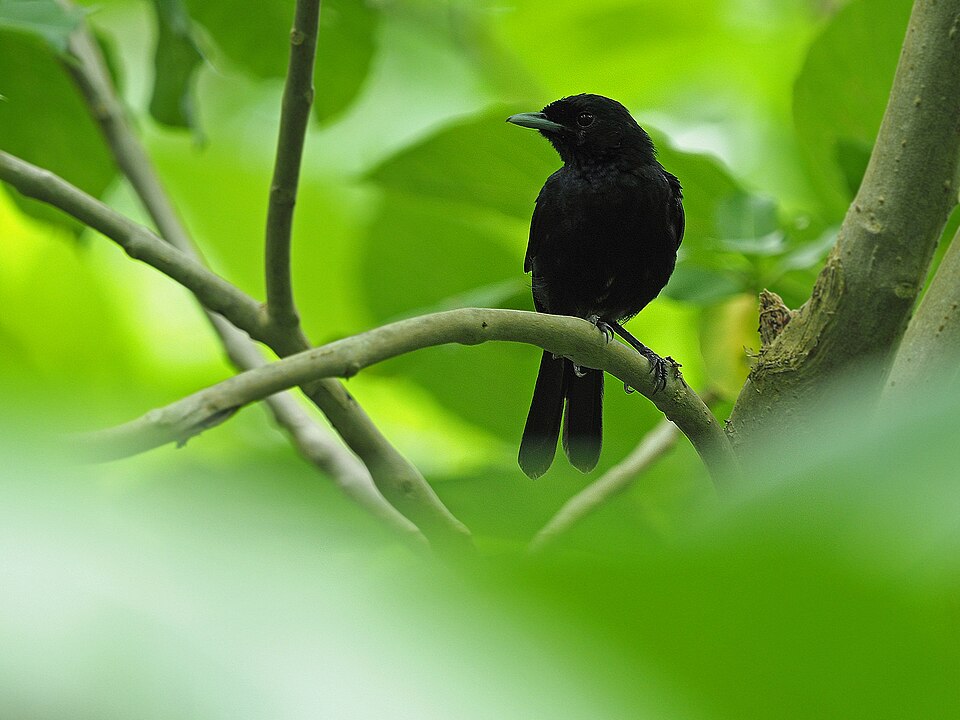 Marquesan Monarch