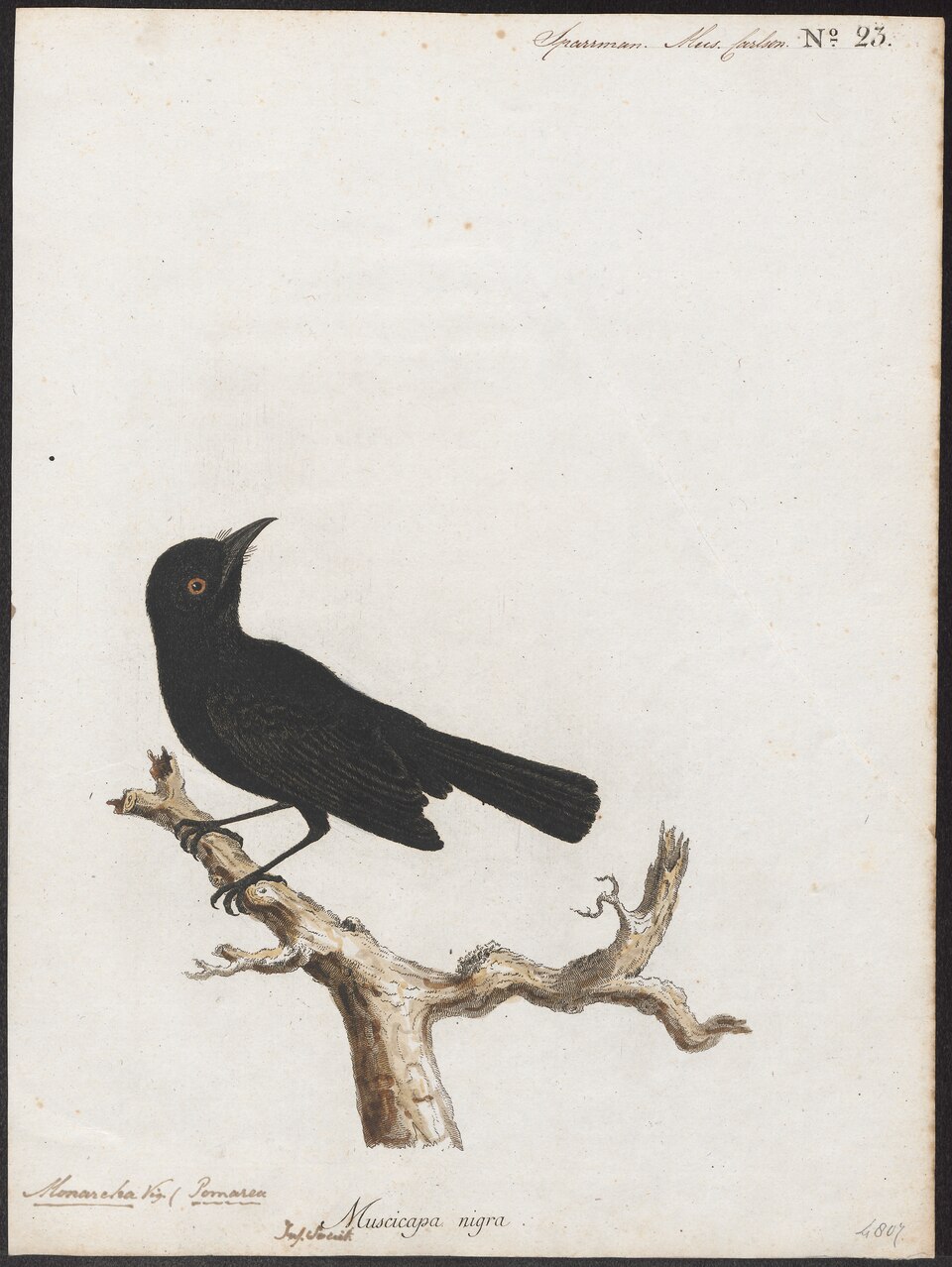 Tahiti Monarch