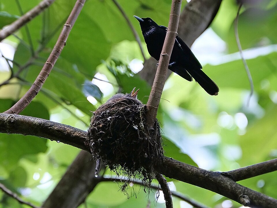 Fatu Hiva Monarch