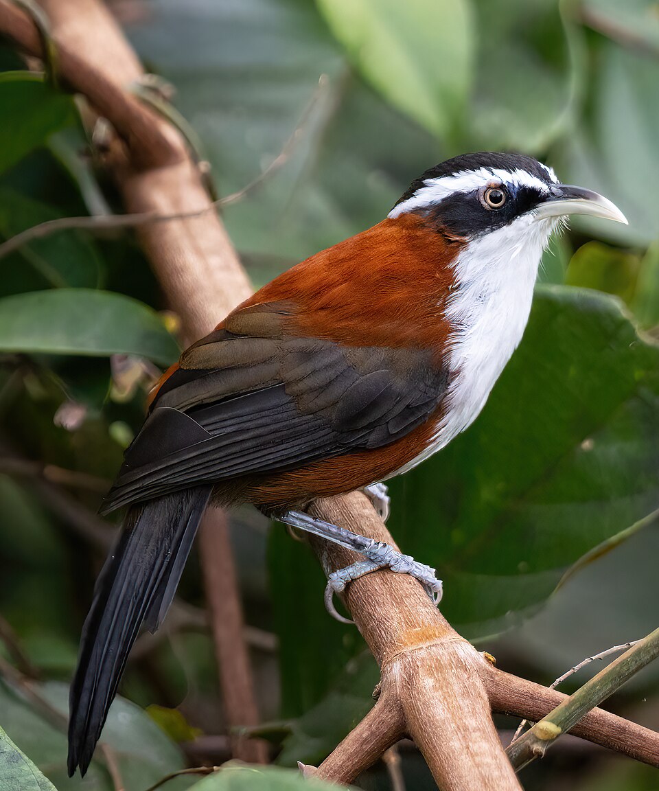 Sunda Scimitar Babbler