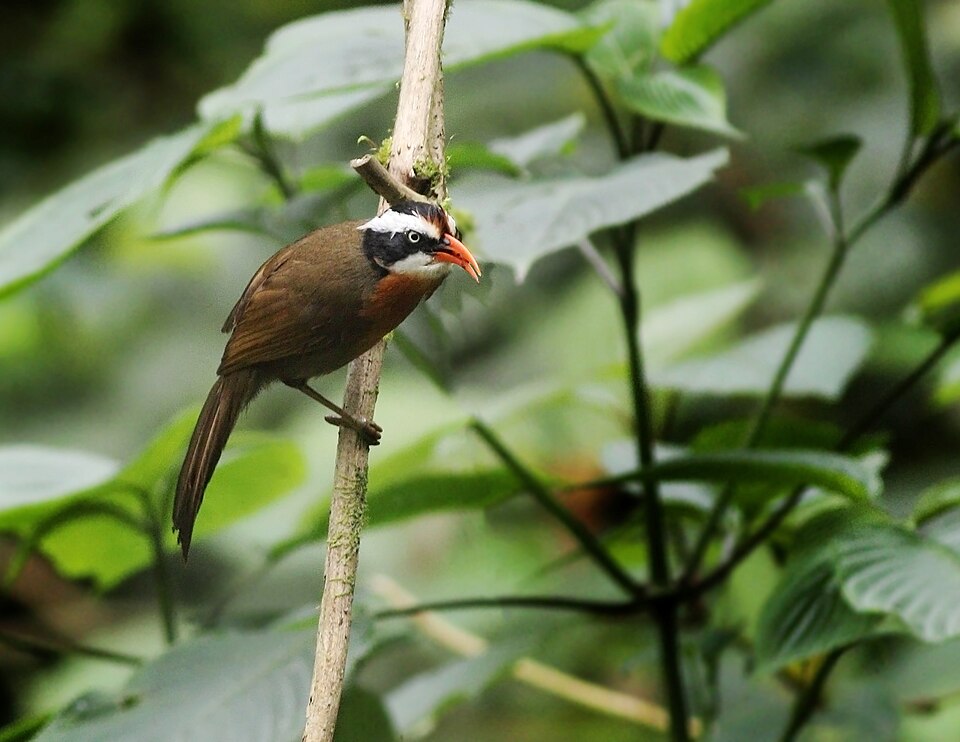 Coral-billed Scimitar Babbler