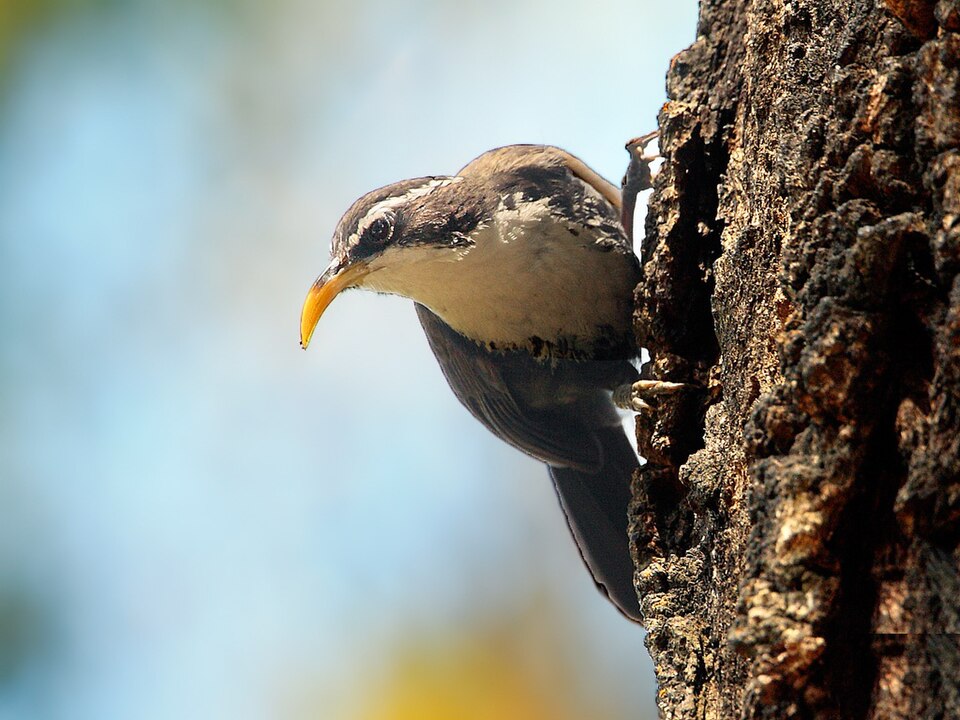 Indian Scimitar Babbler