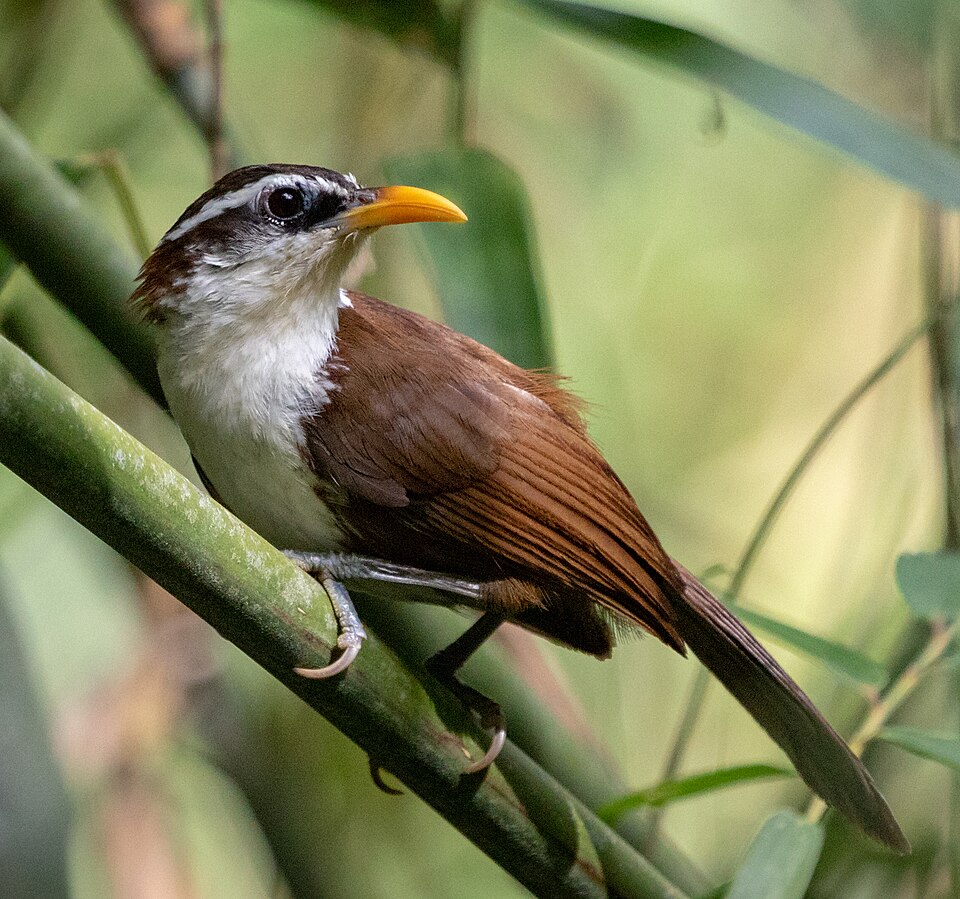 Sri Lanka Scimitar Babbler