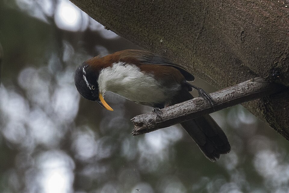 Javan Scimitar Babbler