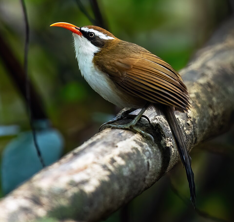 Red-billed Scimitar Babbler