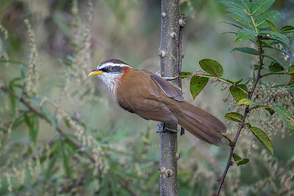 Streak-breasted Scimitar Babbler