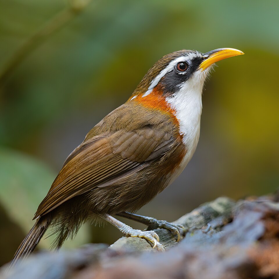 White-browed Scimitar Babbler