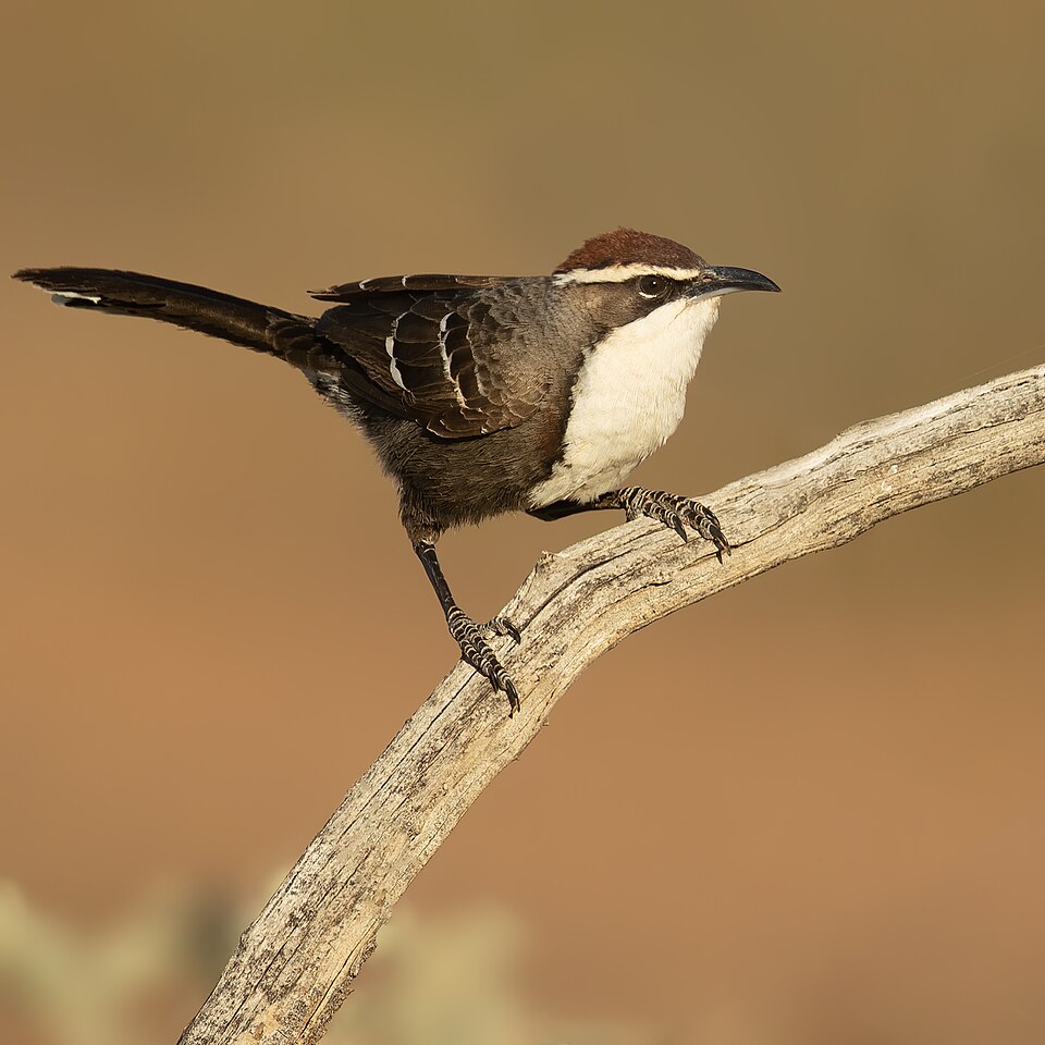 Chestnut-crowned Babbler