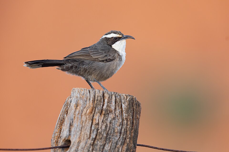 White-browed Babbler
