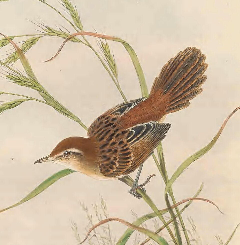 Fly River Grassbird