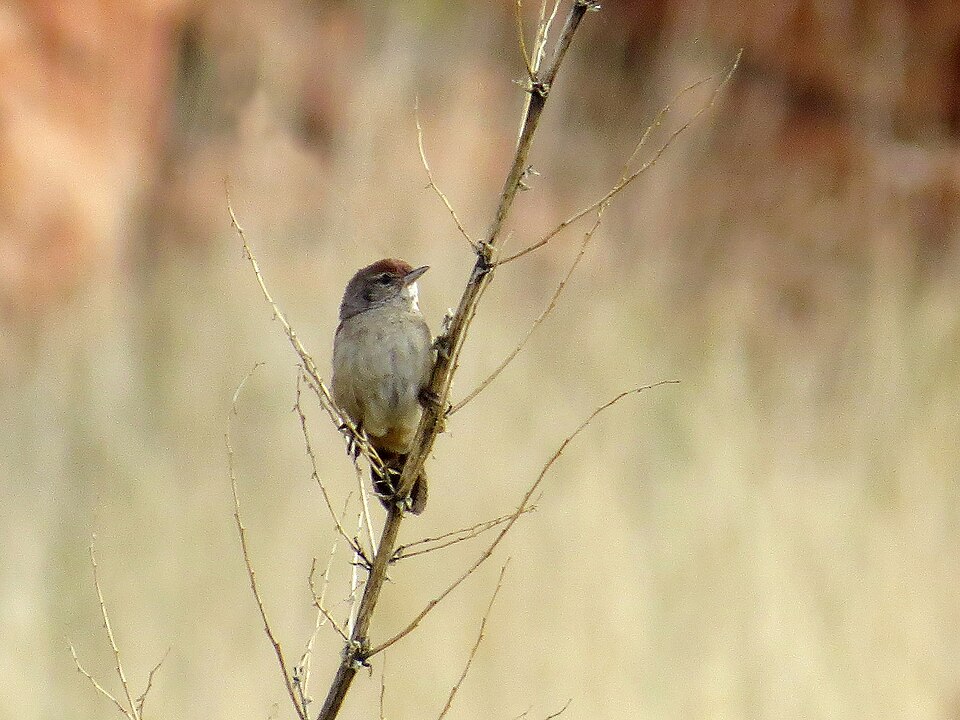 Spinifexbird