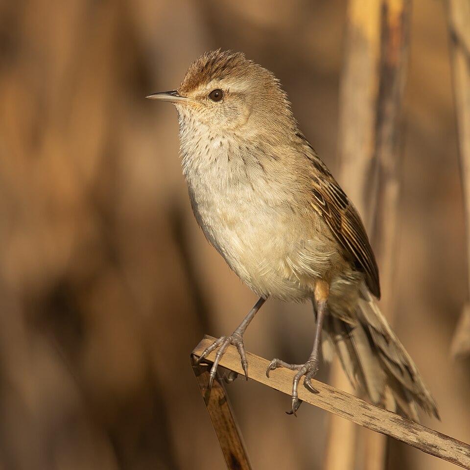Little Grassbird