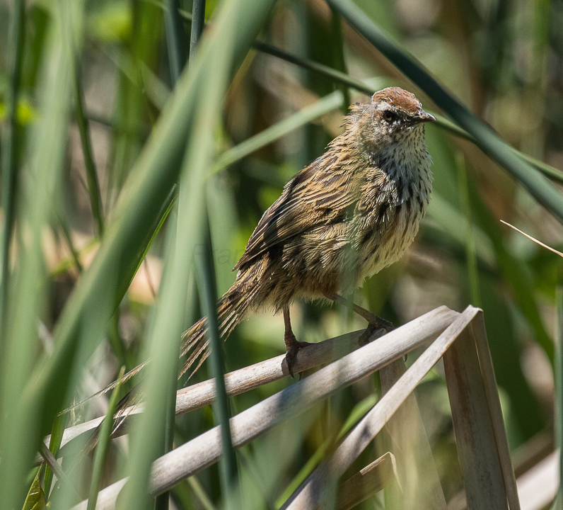 New Zealand Fernbird
