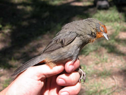 Tucuman Mountain Finch