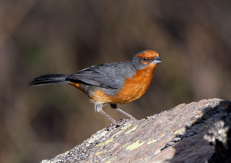 Cochabamba Mountain Finch