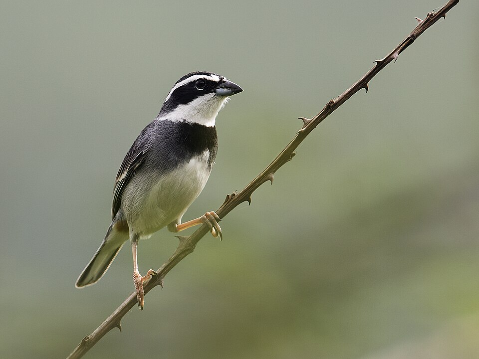Collared Warbling Finch