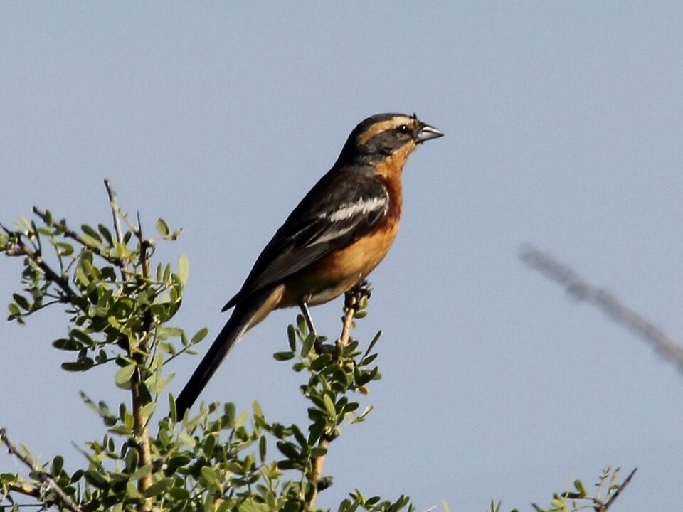 Cinnamon Warbling Finch