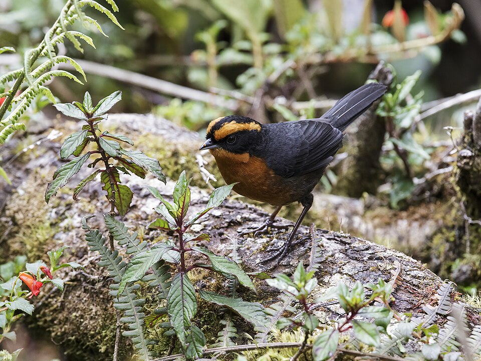 Rufous-browed Hemispingus