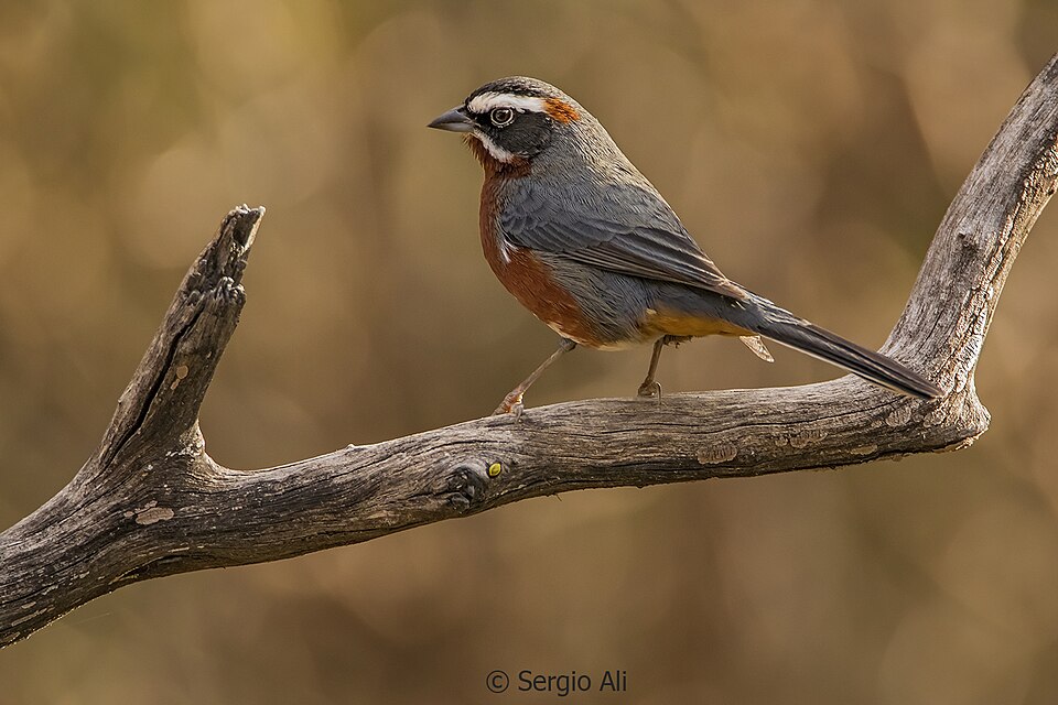 Black-and-chestnut Warbling Finch