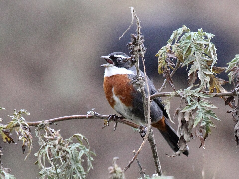 Chestnut-breasted Mountain Finch