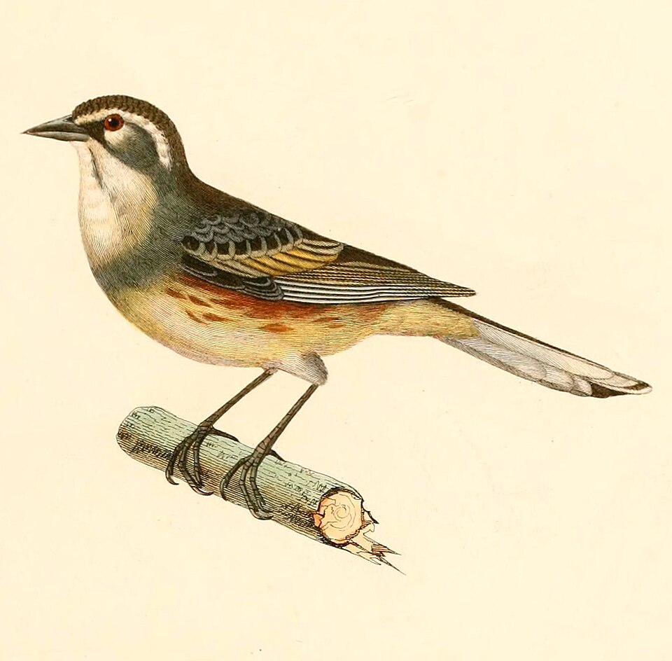 Rufous-sided Warbling Finch