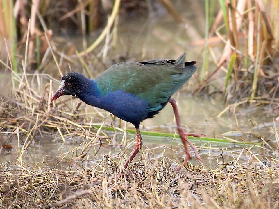 Allen's Gallinule